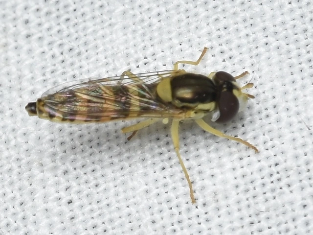 Sphaerophoria