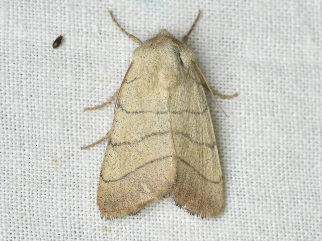 Charanyca trigrammica - háromsávos lombbagoly