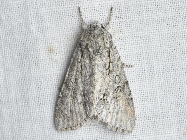 Acronicta aceris - vadgesztenye-szigonyosbagoly