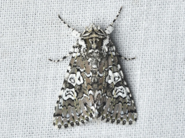 Lamprosticta culta - hármasfoltú bagoly