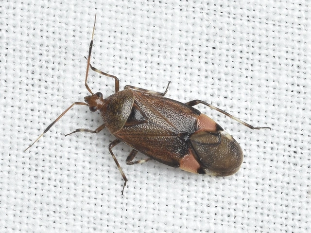 Deraeocoris