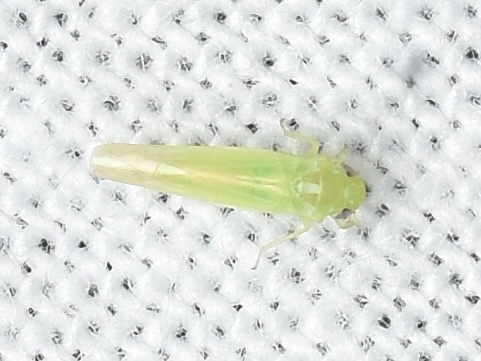 Hebata