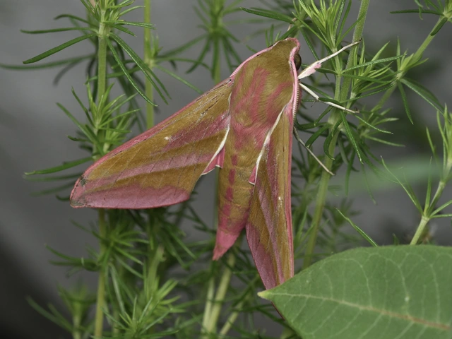 Deilephila elpenor - szőlőszender