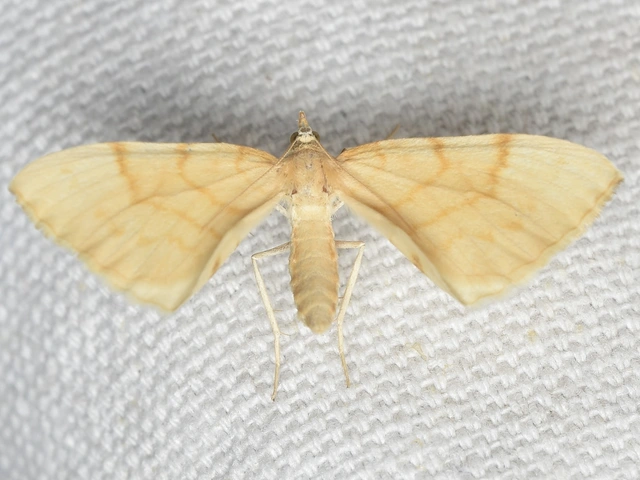 Eulithis pyraliata - sárga galajaraszoló