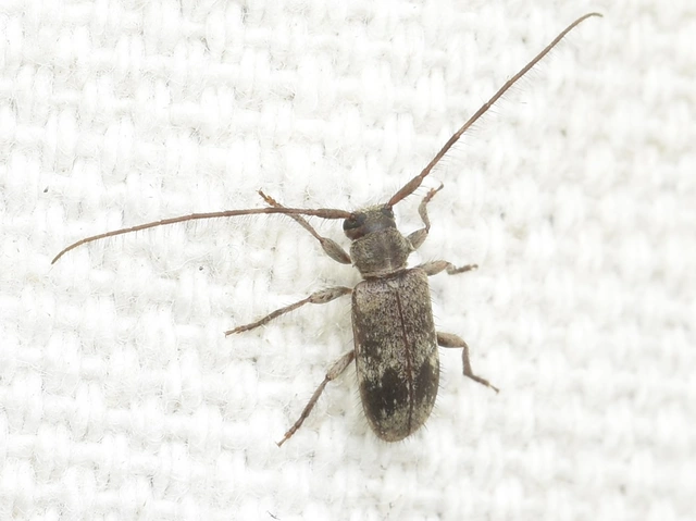 Exocentrus adspersus - tölgyfa-rőzsecincér
