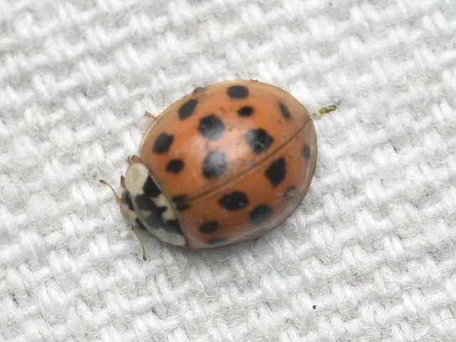 Harmonia axyridis - harlekinkatica