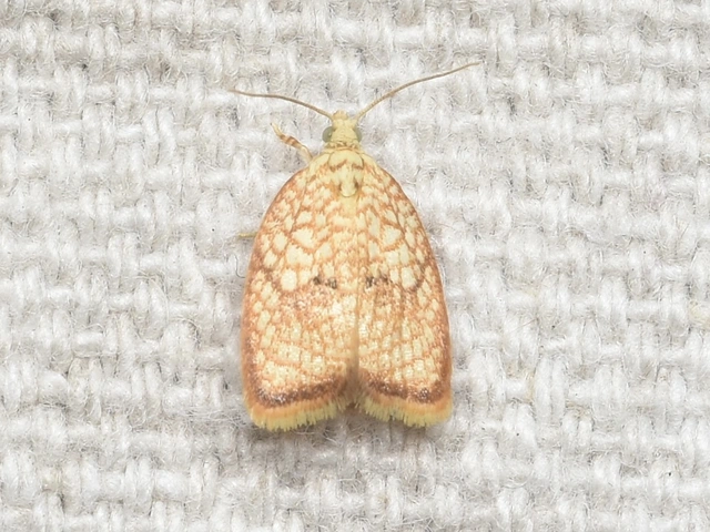 Acleris forsskaleana - juharos levélmoly