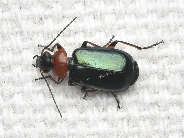 Lebia cyanocephala - pompás cserjefutó