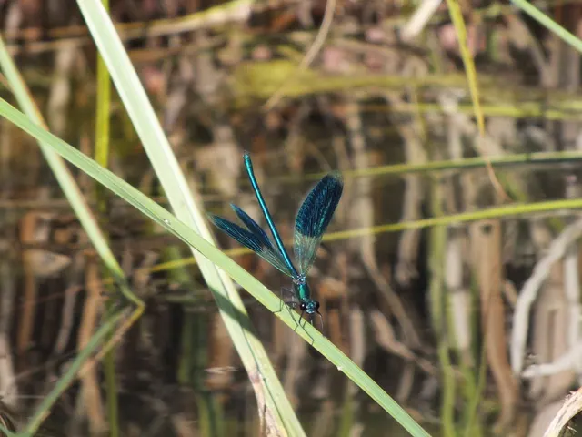 Calopteryx splendens - sávos szitakötő