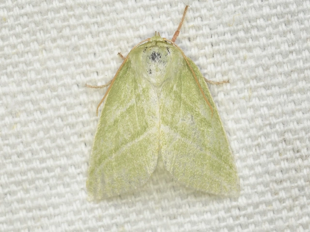 Pseudoips prasinana - bükkfa-zöldbagoly