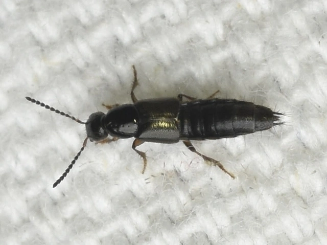 Philonthus quisquiliarius - zöldfényű ganajholyva