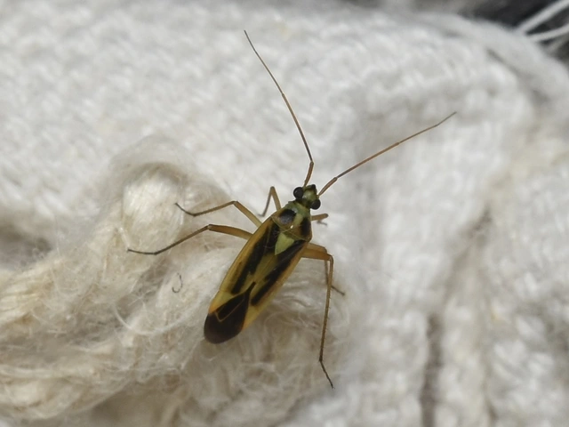 Stenotus binotatus - kétfoltos mezeipoloska