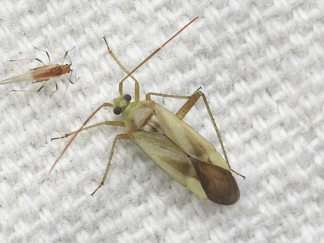 Adelphocoris lineolatus - lucernapoloska