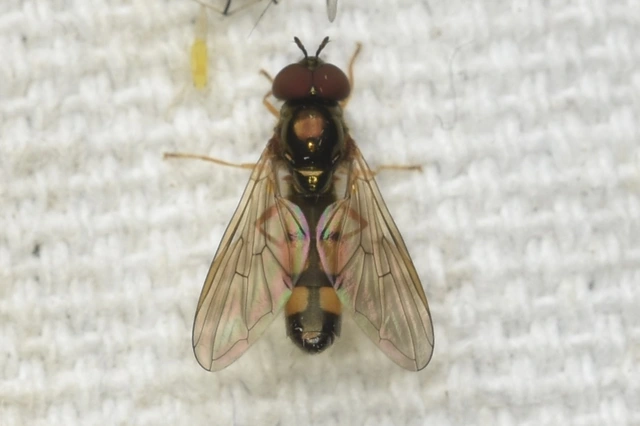 Syrphidae - zengőlegyek
