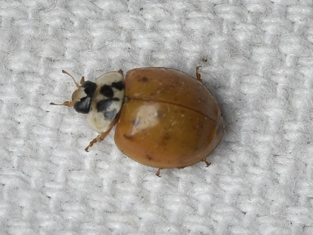 Harmonia axyridis - harlekinkatica