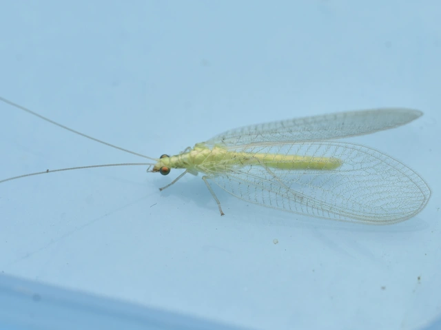 Chrysopidae - zöldfátyolkák