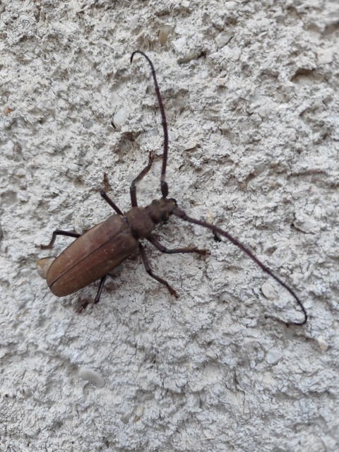 Aegosoma scabricorne - diófacincér