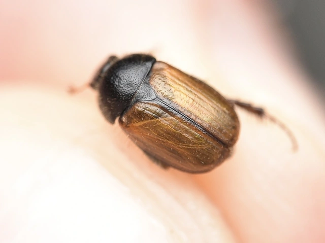 Omaloplia nigromarginata - szegélyes kiscserebogár