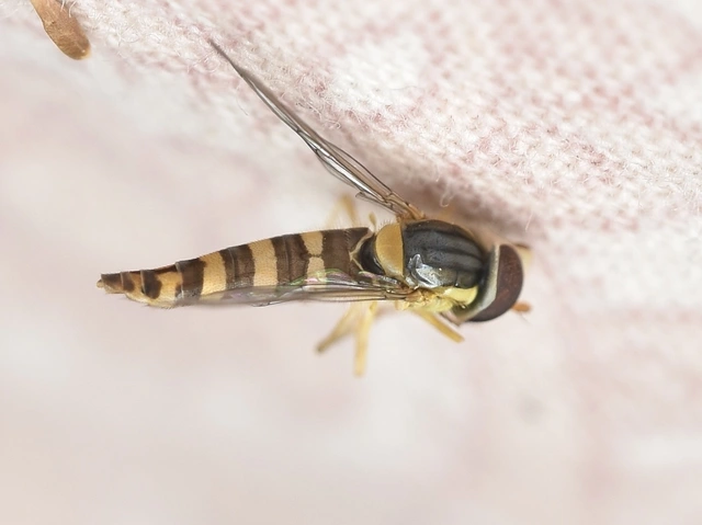 Sphaerophoria
