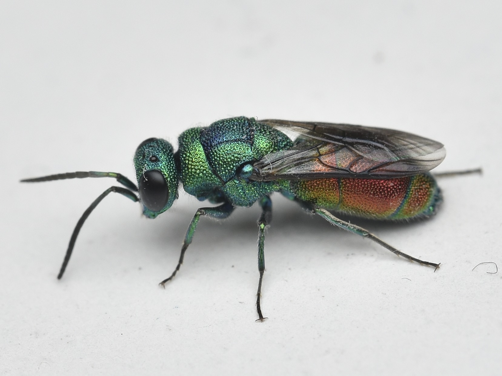 Chrysis taczanovskii