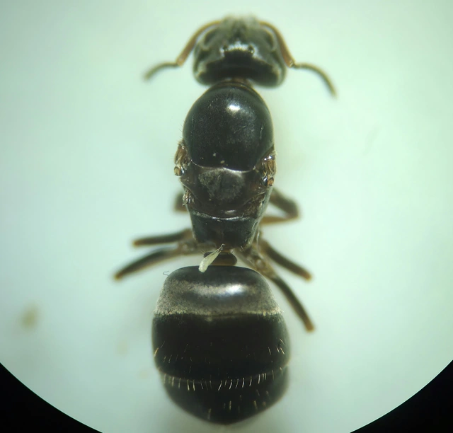 Lasius brunneus - rozsdáshátú feketehangya