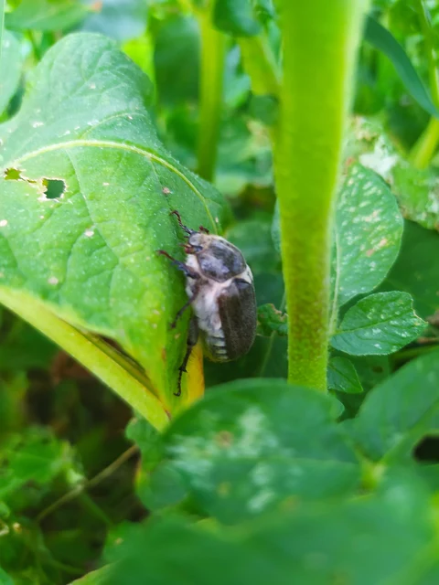 Anoxia pilosa - pusztai cserebogár