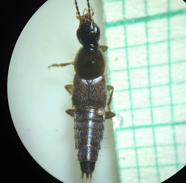 Quedius limbatus - közönséges mohaholyva