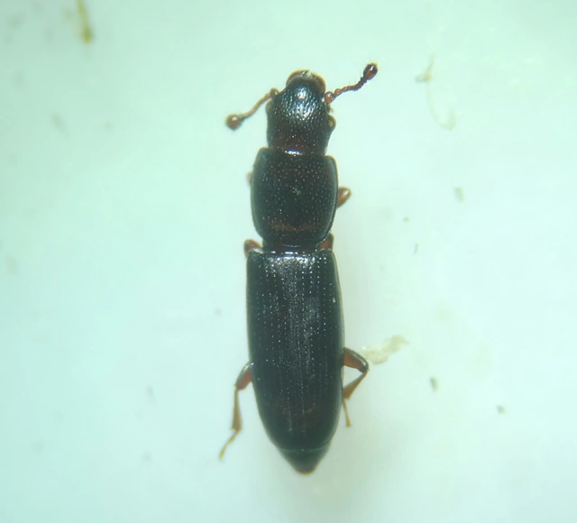Rhizophagus Rhizophagus