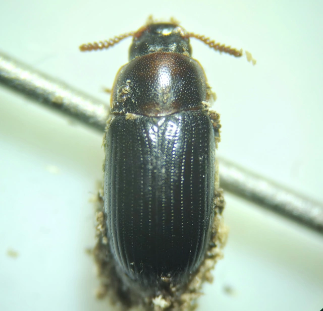 Neomida haemorrhoidalis