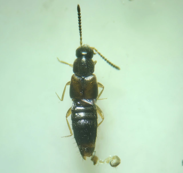 Atheta castanoptera - barnaszárnyú penészholyva