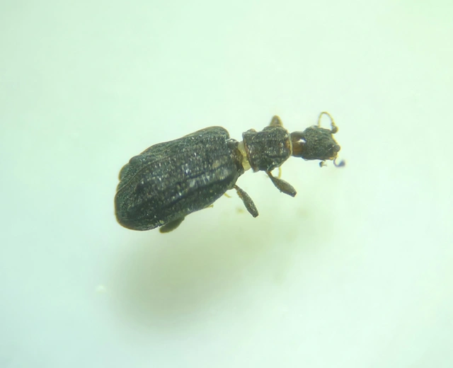 Latridiidae - pudvabogárfélék Latridiidae - pudvabogárfélék