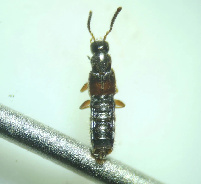 Phloeopora teres - közönséges szúvadászholyva