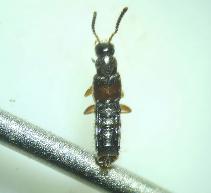 Phloeopora teres - közönséges szúvadászholyva
