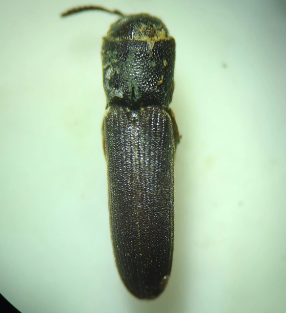 Eucnemidae - tövisnyakúbogár-félék