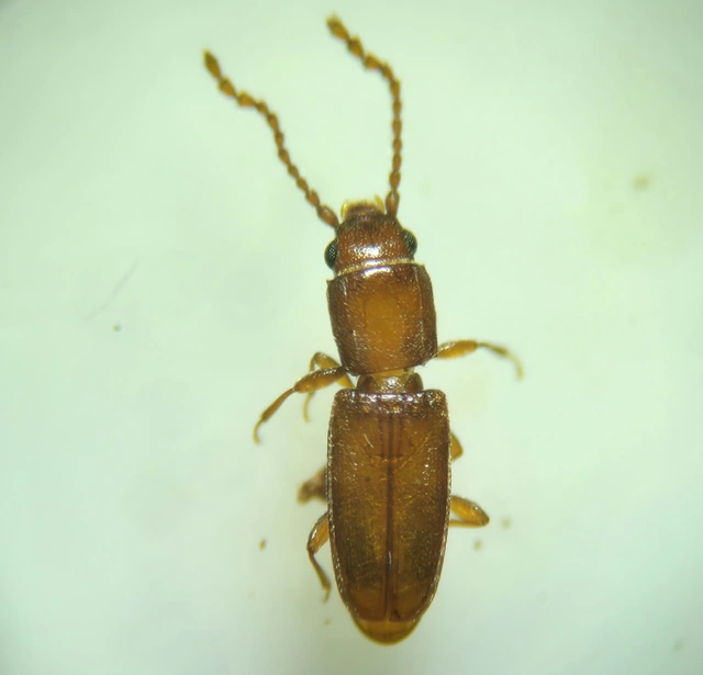 Laemophloeidae - szegélyeslapbogár-félék