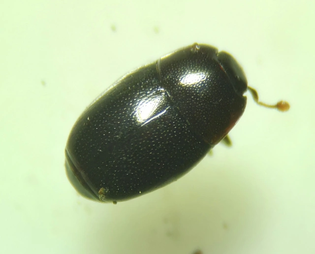Paromalus flavicornis - sárgabunkós kéregsutabogár