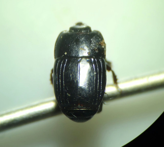 Platysoma compressum - közönséges lapossutabogár Platysoma compressum - közönséges lapossutabogár