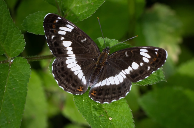 Limenitis camilla - kis lonclepke