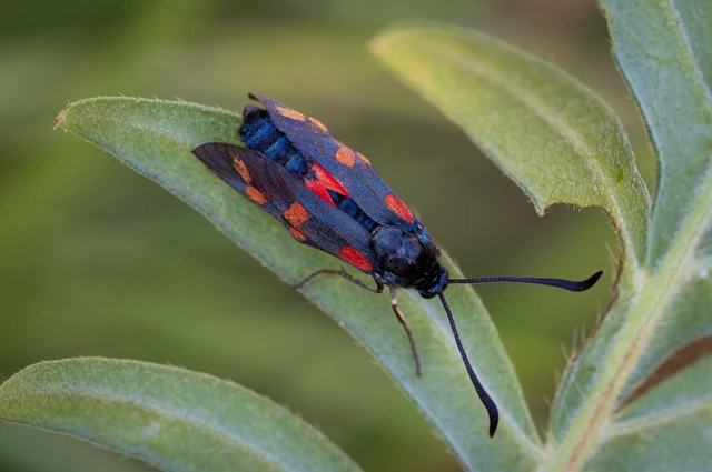 Zygaena filipendulae - acélszínű csüngőlepke