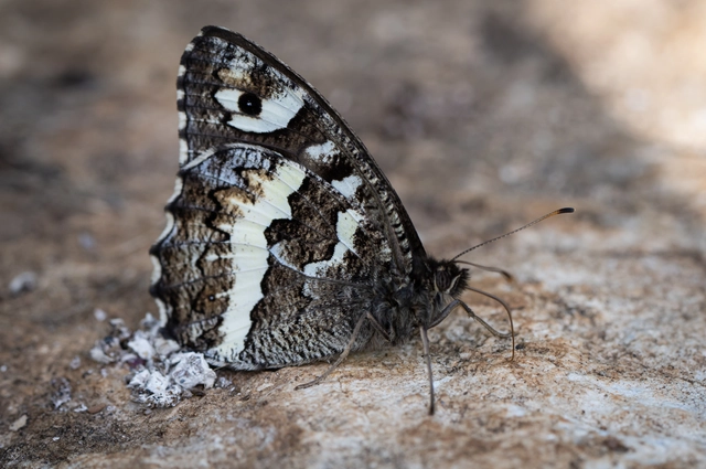 Brintesia circe - fehéröves szemeslepke