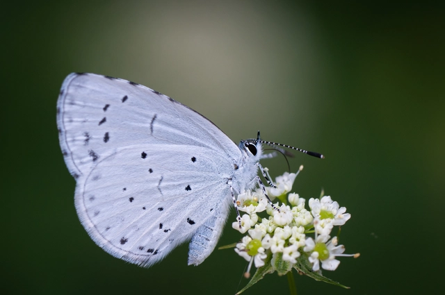 Celastrina argiolus - bengeboglárka