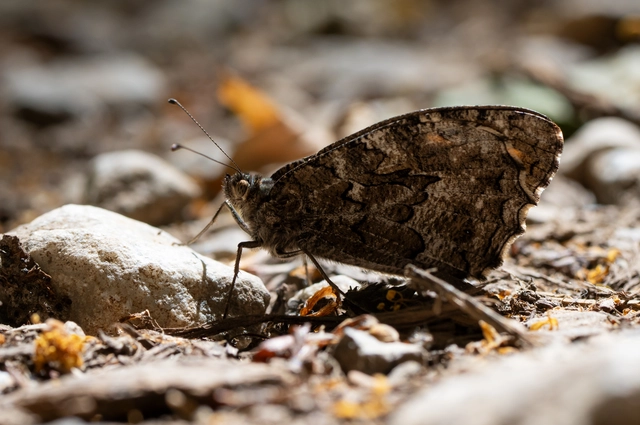 Hipparchia semele - barna szemeslepke
