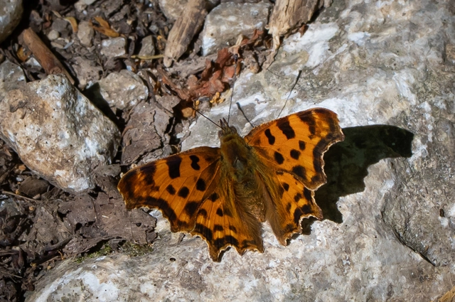 Nymphalis c-album - C-betűs lepke
