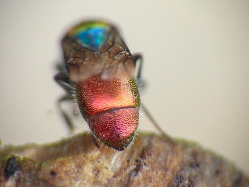 Chrysis germari