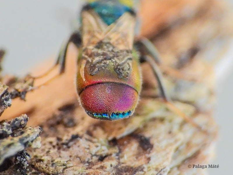 Chrysis phryne