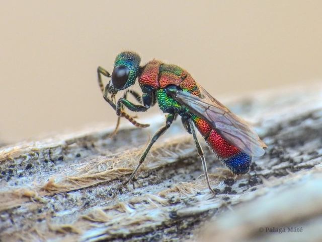 Chrysis viridula