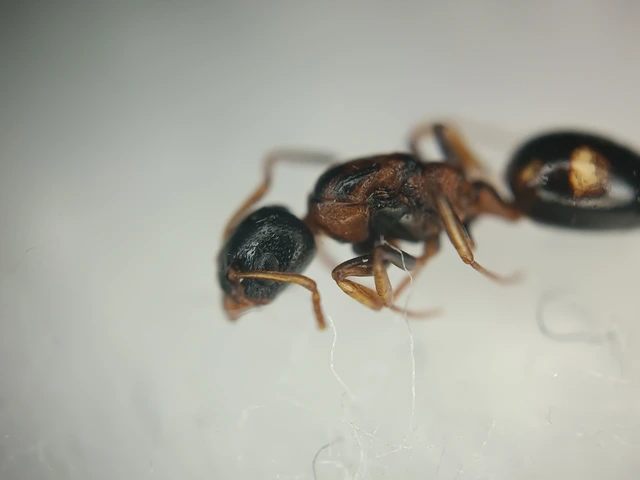 Dolichoderus quadripunctatus - négypettyes erdeihangya