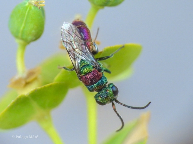 Chrysis bicolor