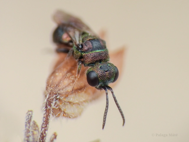 Hedychridium
