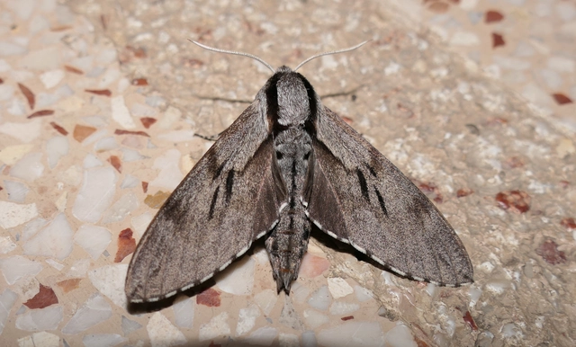 Hyloicus pinastri - fenyőszender